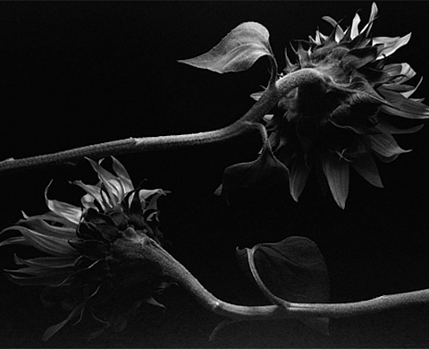 In Camera Galerie présente « Stil Life » par Kenro Izu In Camera Galerie présente « Stil Life » par Kenro Izu