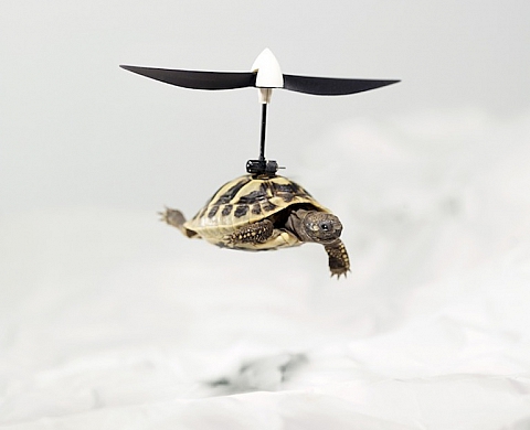 La Galerie du Pont Neuf présente « Extra-Ordinaire » d'Emmanuel Pierrot