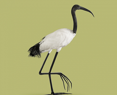 L’Espace Quai1 de Vevey présente « Post Naturel History » de Vincent Fournier