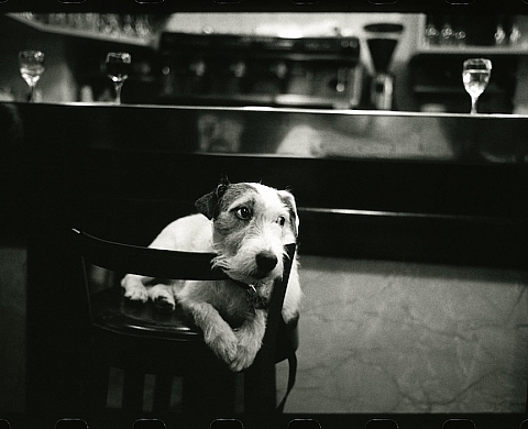 Milomir Kovacevic présente l'exposition « Tambour », histoire d'un chien de comptoir Milomir Kovacevic présente l'exposition « Tambour », histoire d'un chien de comptoir
