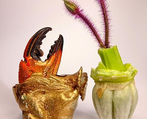 Denis Pochard présente « Les Petits Choses » à la Galerie des Nouvelles Images