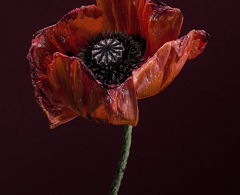 Matthieu Gafsou expose « Only God Can Judge Me » au Musée de l'Elysée Lausanne