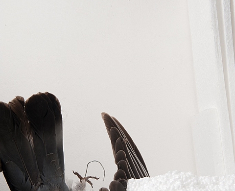 Frédéric Iovino présente « Faune domestique » à la Crash Gallery