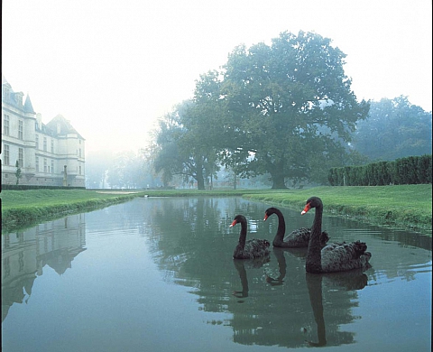 L'exposition « Portraits de Jardins » présentée au Château de la Bourdaisière
