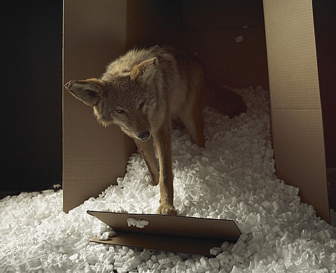 Elaine Ling & Maxine Helfman, vues à FotoFest 2014, à la Galerie VU'