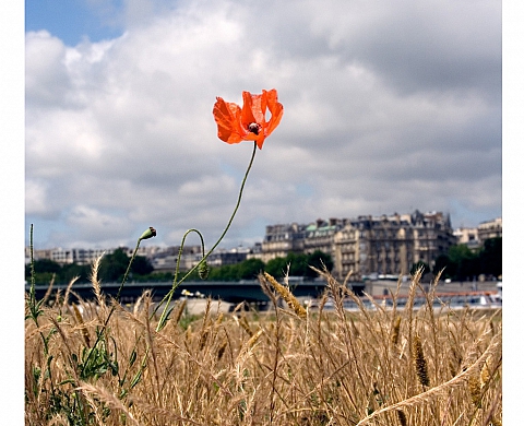 « Paris Fleurs Sauvages » de Magali Roucaut au Parc de Bagatelle