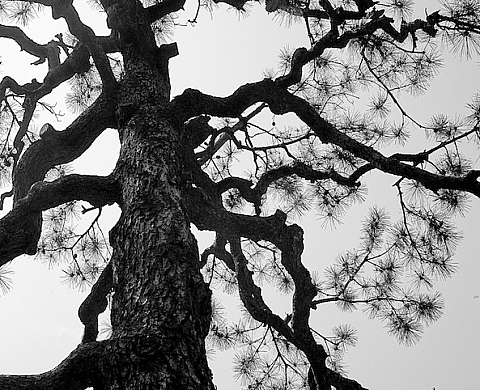 La Galerie La Carpe présente 6 photographes dans son exposition « Emulsions »