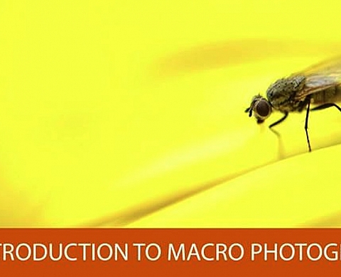 Le photographe Tim Cooper livre ses secrets sur la macrophotographie