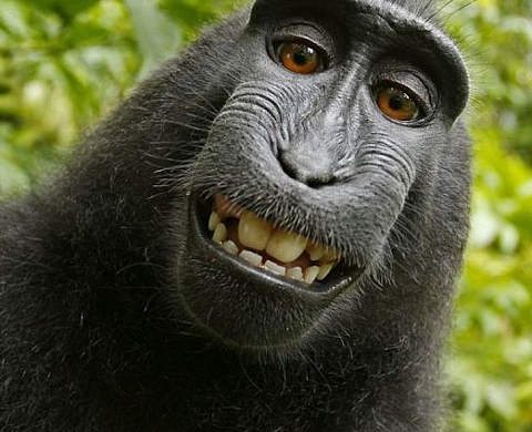 Droit d'auteur et selfie : la photo d'un macaque fait polémique