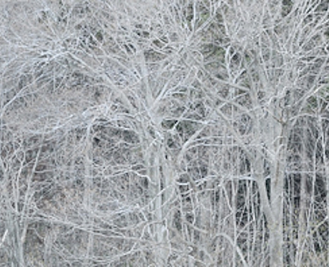 « SoulScape » d'Ursula Kraft à la galerie Le Lieu