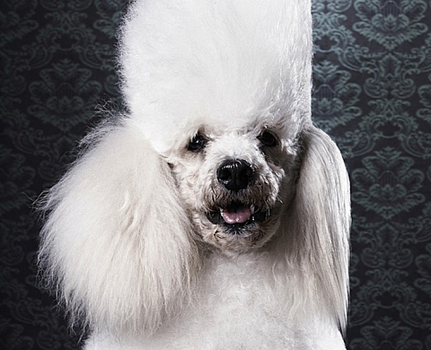 « Woof ! Une exposition qui a du chien » à la galerie Sakura de Bercy village