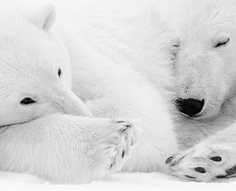 « White Dream » de Kyriakos Kaziras à la galerie BLIN plus BLIN