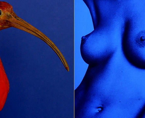 Ann Massal présente « Plumages / Déplumages » aux Puces de Saint-Ouen