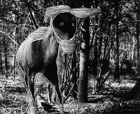 Magali Lambert, « Histoires Naturelles - Photographies, dessins, volumes »