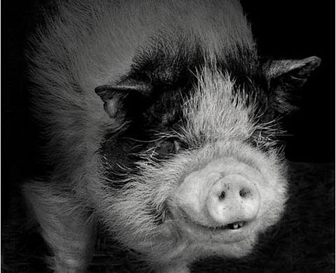 Elliot Ross presents « Other Animals »