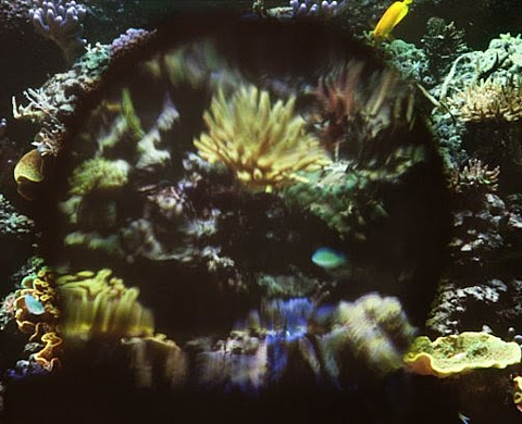 Pauline Vachon présente « Décors, naturels »