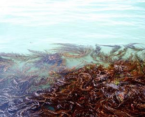 Serge Delaive présente « Meuse Fleuve Nord »