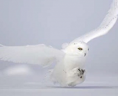 Vincent Munier présente 