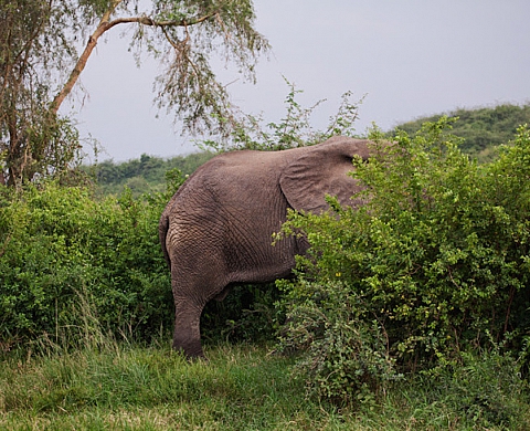 Johan Hallberg-Campbell presents his exhibition Nzirambi