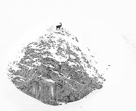 Calendrier Vincent Munier Calendrier Vincent Munier