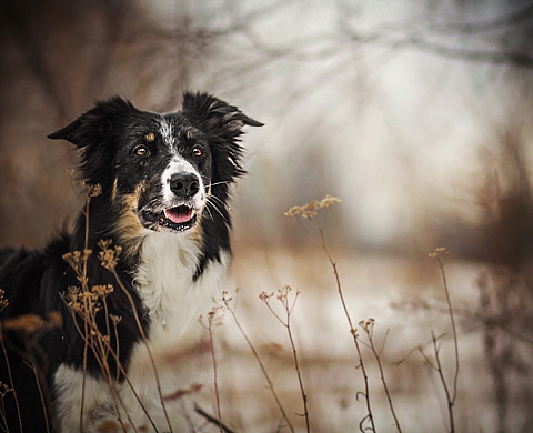 Une photographe qui a du chien...