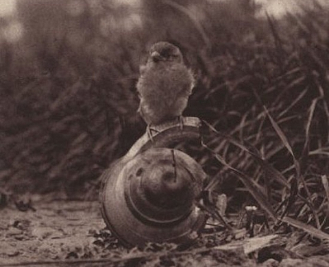 Tous poilus, des bêtes et des hommes dans la Grande Guerre