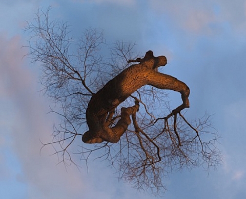 « Les Arbres Songeurs » Thomas de Cointet « Les Arbres Songeurs » Thomas de Cointet