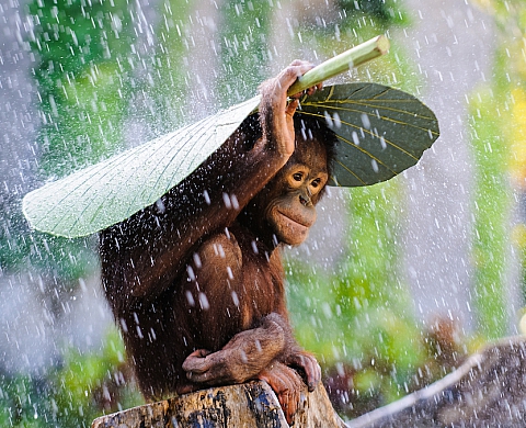 Le Sony World Photography Awards dévoile quelques clichés du concours