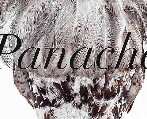 Panache… Quand le photographe prend la plume ! Panache… Quand le photographe prend la plume !