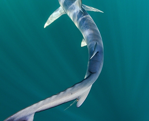 Des requins bleus au large des côtes anglaises 