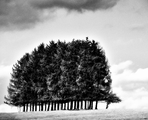 Exposition : ‘Arborescences’ de Gilles Molinier Exposition : ‘Arborescences’ de Gilles Molinier