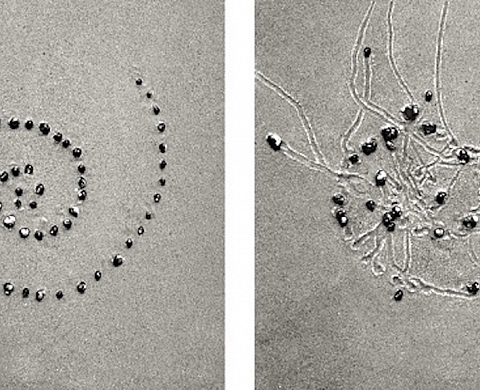 Fascinantes images : quand les escargots font de l'art ! 