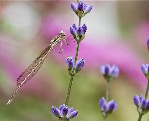 « Photosynthèse » : 14e festival européen de la photographie-nature