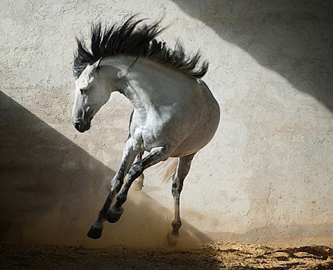 Le photographe Steve Jones décroche le Gold Award