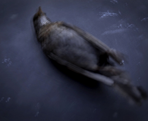 Exposition : C'est du propre d'Anne-Sophie Costenoble 