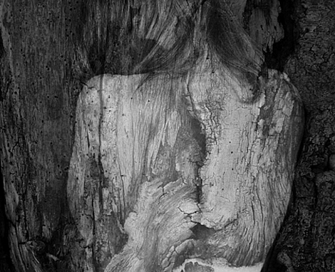 Exposition : Arbor essence Exposition : Arbor essence
