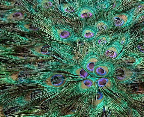 Alexandre Joly « Landscapes With Apparitions »