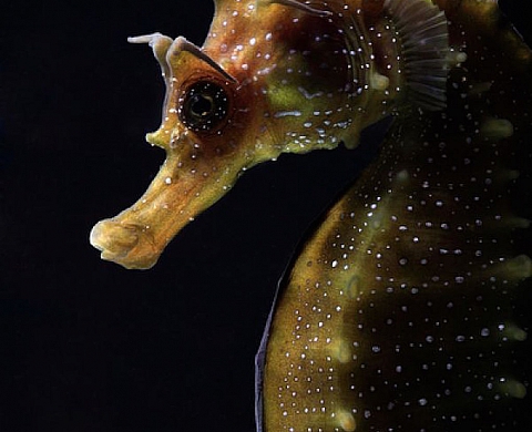 Et le gagnant du concours Underwater Photographer of the year 2015 est ...