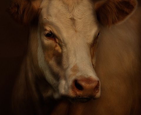 Photographies de Cally Whitham : on l'adore, ce veau d'or ! 