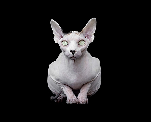 Les chats sans poil d'Alicia Rius
