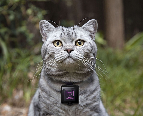 Catstacam et ses chats photographes !