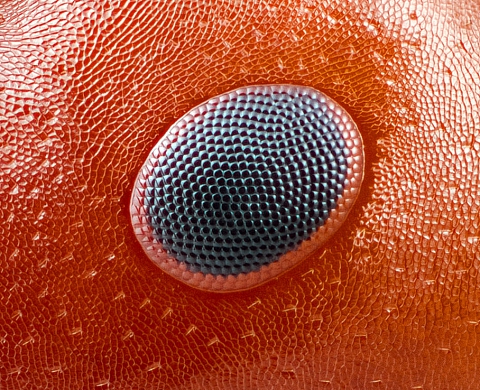Zoom sur les insectes : à eux le domaine public !