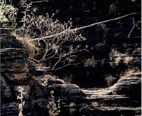 Exposition : le Domaine de Chaumont-sur-Loire dévoile sa programmation 2015