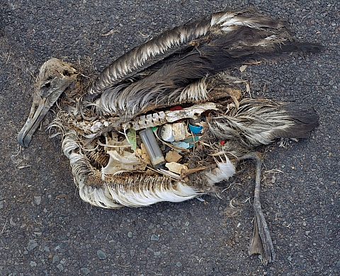 Alerte pollution, la colère de Chris Jordan