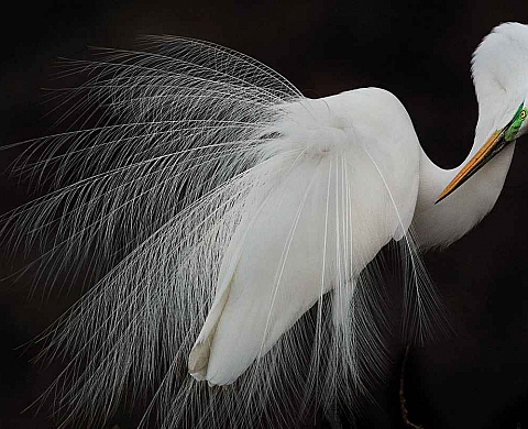 Des oiseaux de toute beauté aux Aubudon Photography Awards