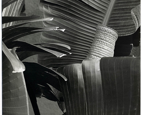 Exposition : « Sombras » de Jean-Louis Plessis Exposition : « Sombras » de Jean-Louis Plessis