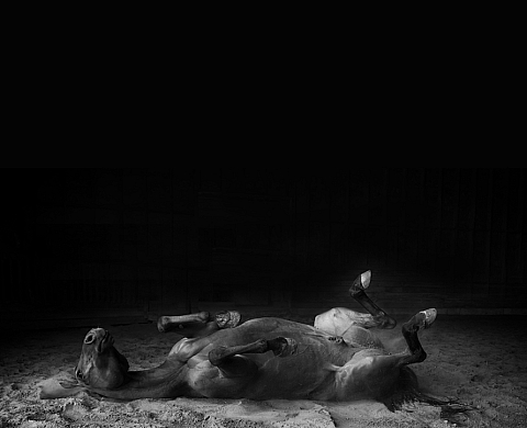 Exposition : « Fables » d'Éliane Excoffier à la galerie Simon Blais