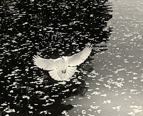 Exposition : « Small Things in Silence » de Masao Yamamoto à la Galerie Camera Obscura Exposition : « Small Things in Silence » de Masao Yamamoto à la Galerie Camera Obscura