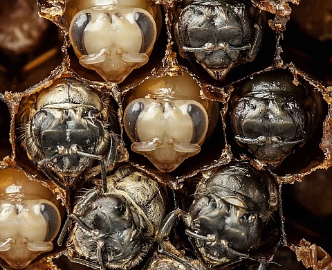 La naissance d'une abeille, en 2 800 photos et moins d'une minute