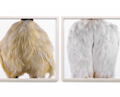 Exposition : « Le beau et le bizarre » d'Alain Fouray Exposition : « Le beau et le bizarre » d'Alain Fouray